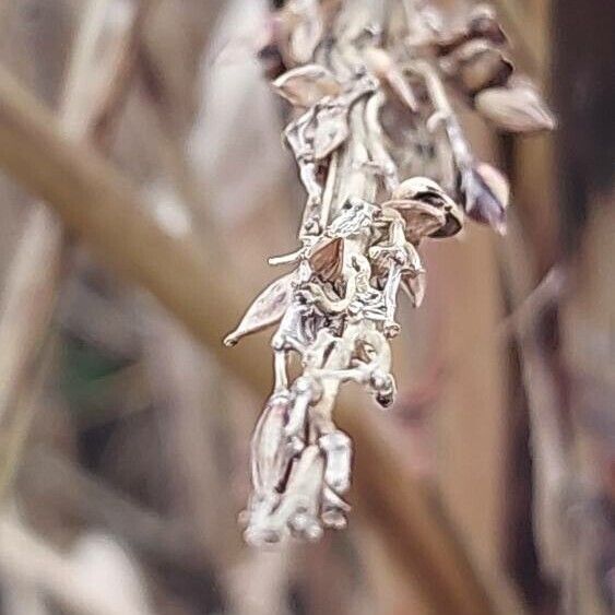 Sorghum (Sorghum bicolor)