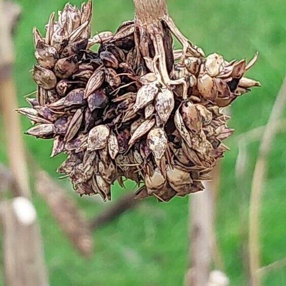 Sorghum (Sorghum bicolor)