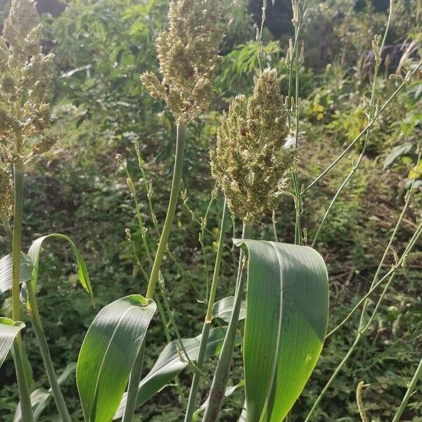Sorghum (Sorghum bicolor)