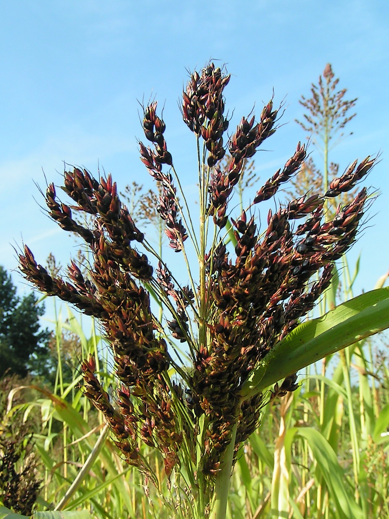 Sorghum: Sorghum bicolor 2005, sep 4 by pethan Botanical Gardens Utrecht University