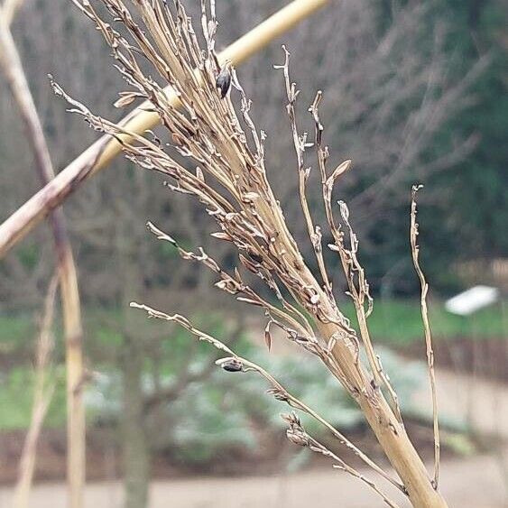 Sorghum (Sorghum bicolor)