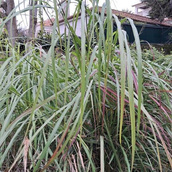 Johnson grass (Sorghum halepense)