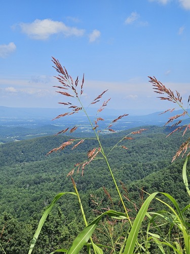Johnson grass (Sorghum halepense)