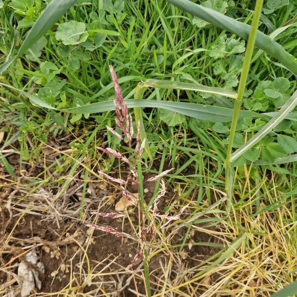 Johnson grass (Sorghum halepense)