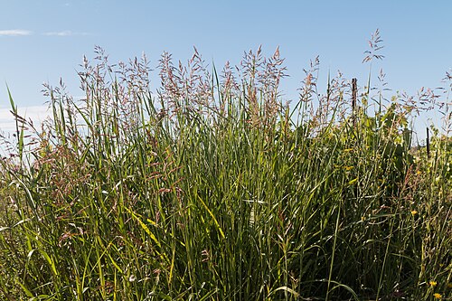 Johnson grass: Plant of Johnson grass .