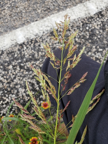 Johnson grass