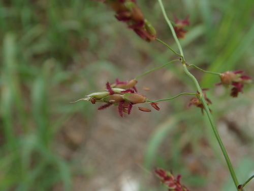 Johnson grass (Sorghum halepense)