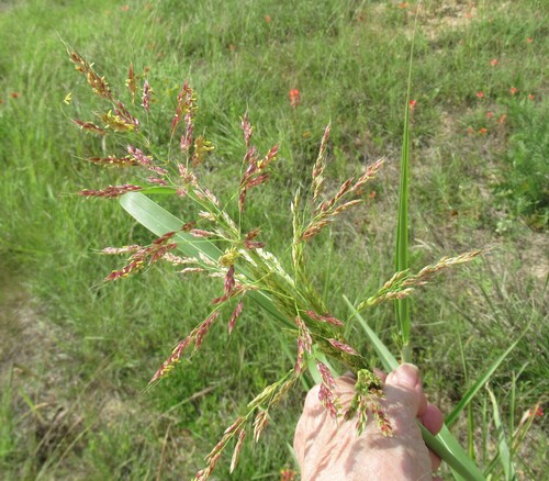 Johnson grass (Sorghum halepense)