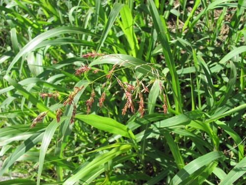 Johnson grass (Sorghum halepense)