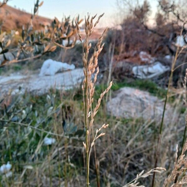 Johnson grass (Sorghum halepense)
