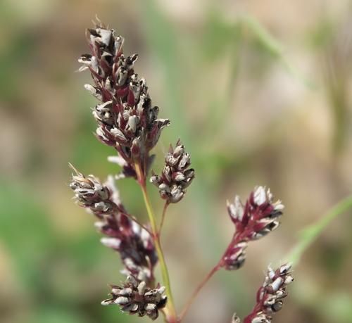 Johnson grass (Sorghum halepense)