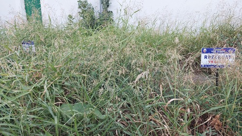 Johnson grass (Sorghum halepense)