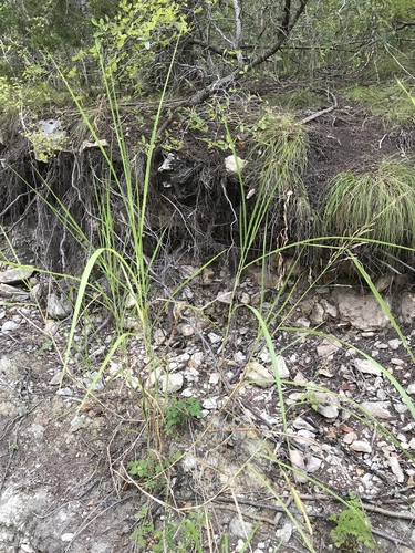Johnson grass (Sorghum halepense)