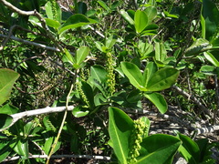 Souroubea exauriculata (Souroubea exauriculata)