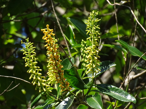 Souroubea exauriculata (Souroubea exauriculata)