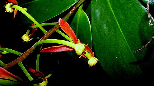 Souroubea guianensis: Souroubea guianensis Aubl.