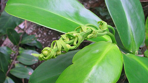 Souroubea guianensis: Souroubea guianensis Aubl.
