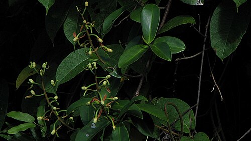 Souroubea guianensis: Souroubea guianensis Aubl.