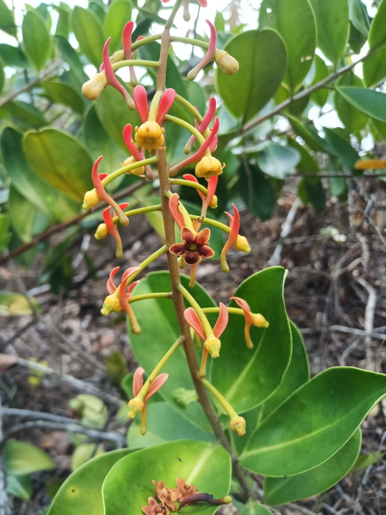 Souroubea guianensis (Souroubea guianensis)
