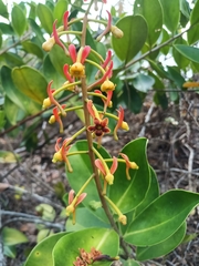 Souroubea guianensis (Souroubea guianensis)