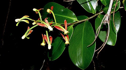Souroubea guianensis: Souroubea guianensis Aubl.