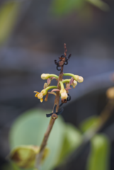 Souroubea guianensis (Souroubea guianensis)