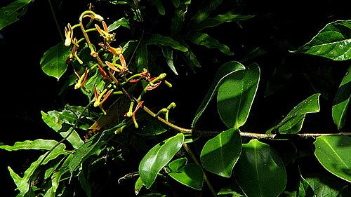 Souroubea guianensis: Souroubea guianensis Aubl.