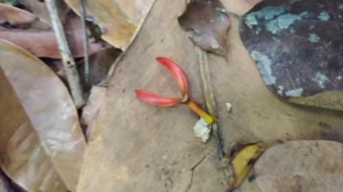Souroubea guianensis (Souroubea guianensis)