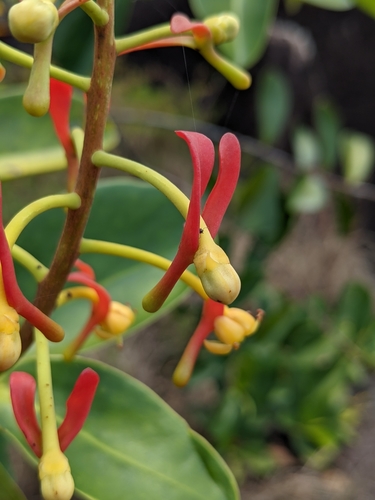 Souroubea guianensis (Souroubea guianensis)