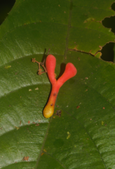 Souroubea guianensis (Souroubea guianensis)