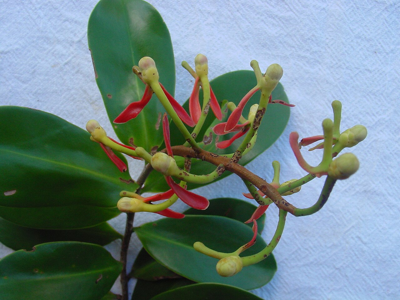 Souroubea guianensis: Souroubea guianensis Aubl.