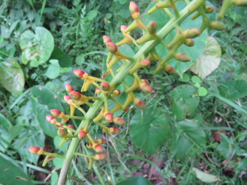 Souroubea loczyi (Souroubea loczyi)