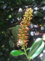 Souroubea loczyi (Souroubea loczyi)