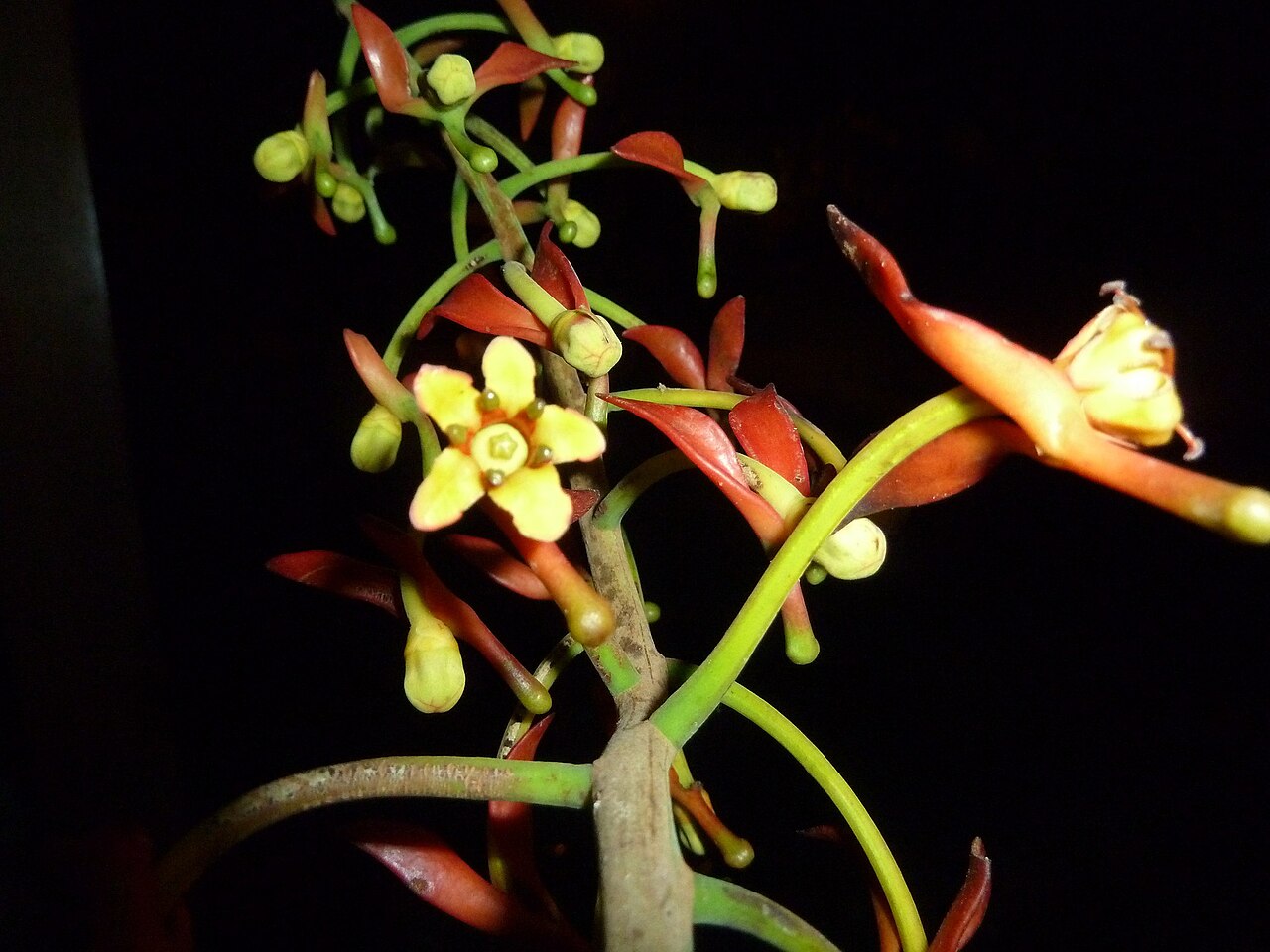 Souroubea sympetala: Souroubea sympetala. Species of plant.