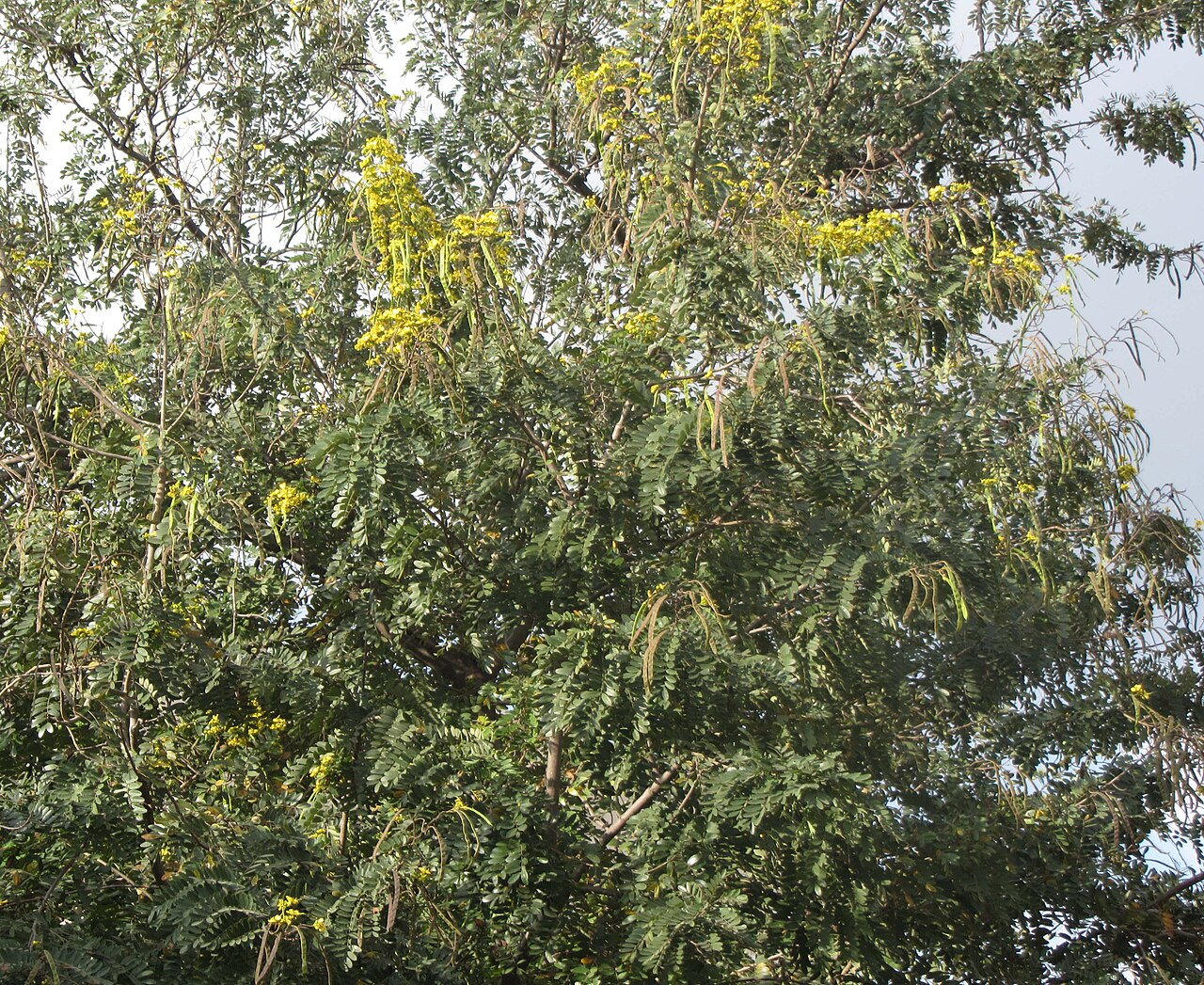 Soymida febrifuga: own creation - சே மரம், செம்மரம், ரோட்டுசெம்மை, செம்மரப் பூவும், காயும்.