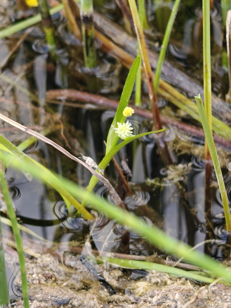 Least bur-reed (Sparganium natans)