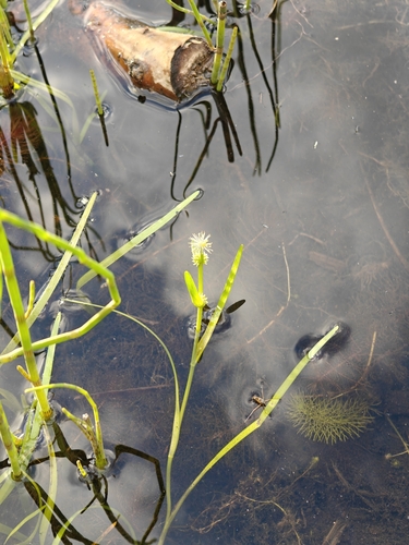 Least bur-reed (Sparganium natans)