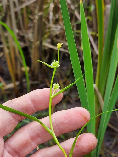 Least bur-reed (Sparganium natans)