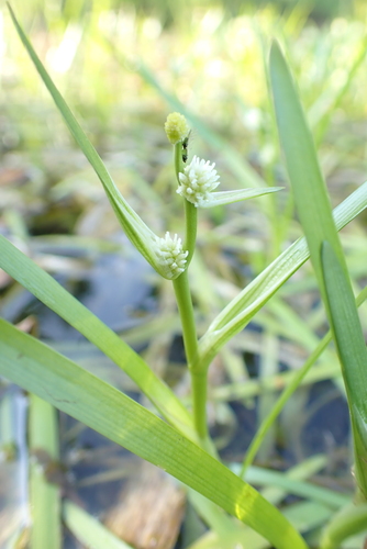 Least bur-reed (Sparganium natans)