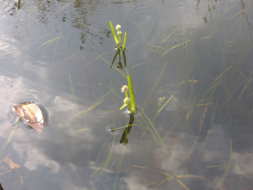 Least bur-reed (Sparganium natans)