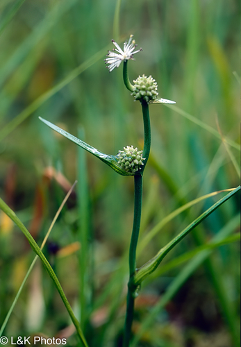 Least bur-reed (Sparganium natans)