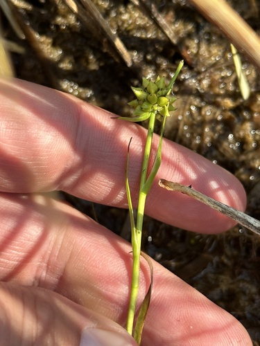 Least bur-reed (Sparganium natans)
