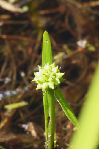 Least bur-reed (Sparganium natans)