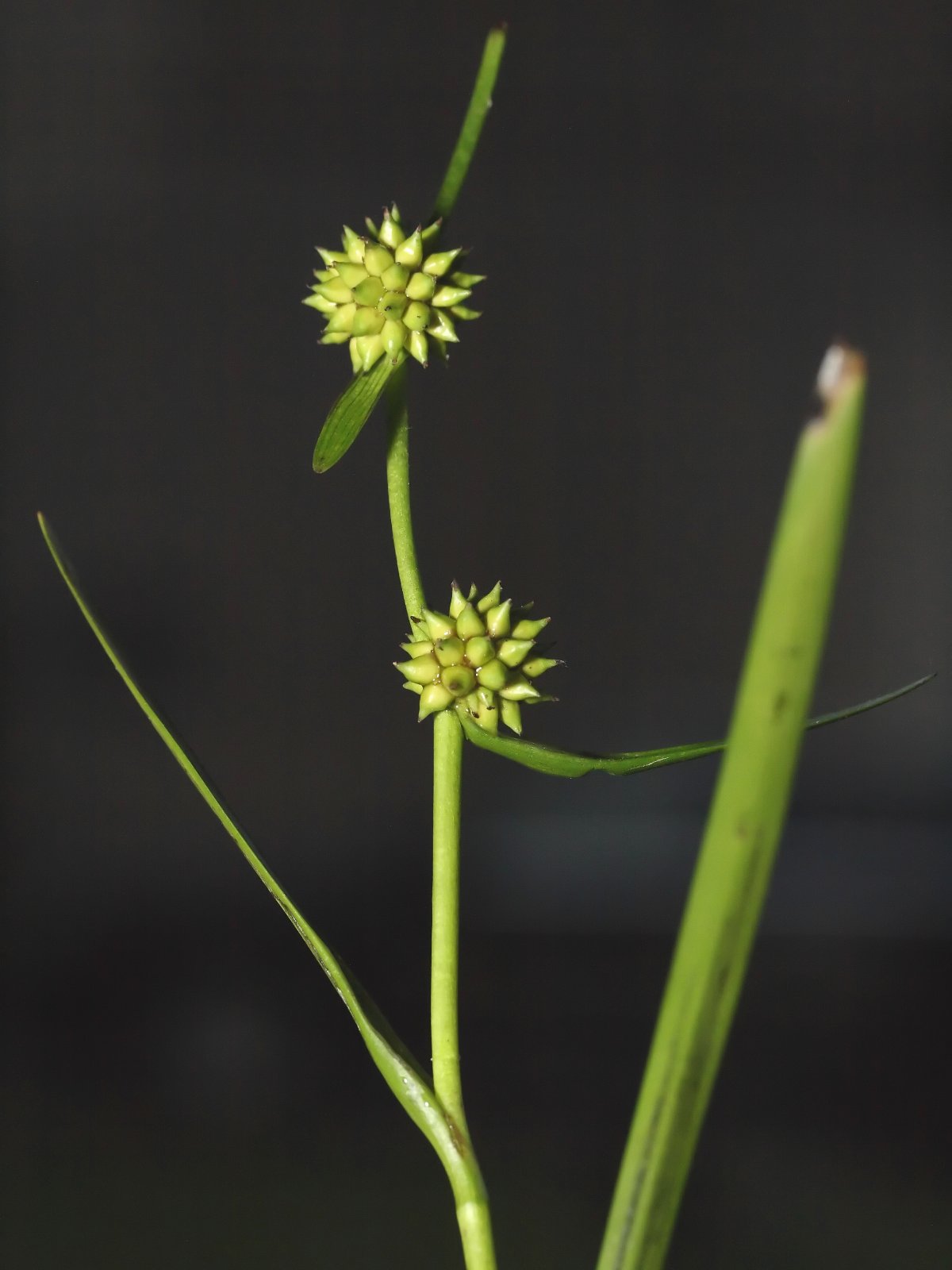 Least bur-reed: Zwerg-Igelkolben Sparganium natans