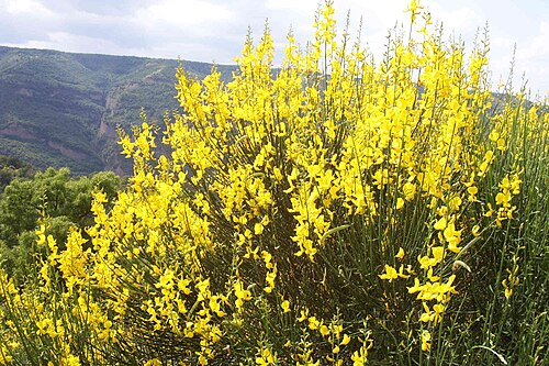 Spanish broom: Ginestra