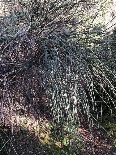 Spanish broom (Spartium junceum)