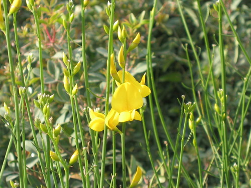 Spanish broom