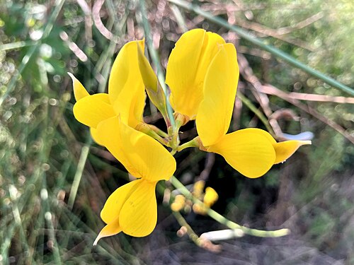 Spanish broom: Spartium junceum at Rt Kamenjak