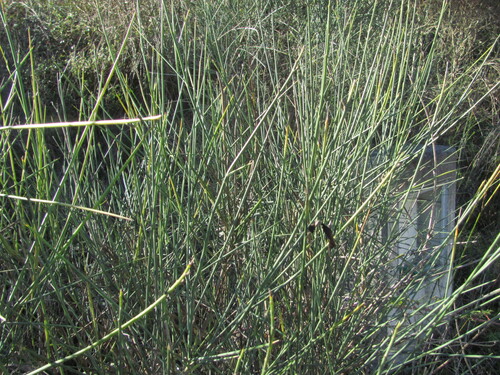 Spanish broom (Spartium junceum)