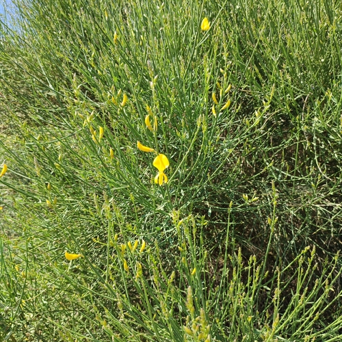 Spanish broom (Spartium junceum)